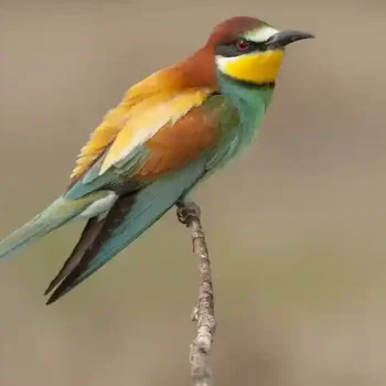 Bird-Control-in-mlaysia.webp