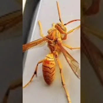 Dembu-Pest-Control.webp