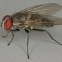 Flies-Controll-in-Dubai.webp