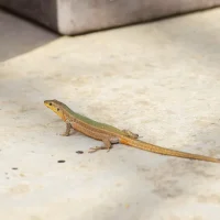 Lizard-Control-Malaysia.webp