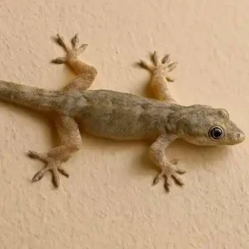 Lizard-removal-in-dubai.jfif_.webp