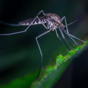 Mosquito-control-scaled.webp
