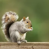 Rodent-controll-in-dubai-1.webp