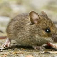Rodent-removal-in-dubai.webp