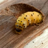 Woodworm-Control-Malaysia.webp
